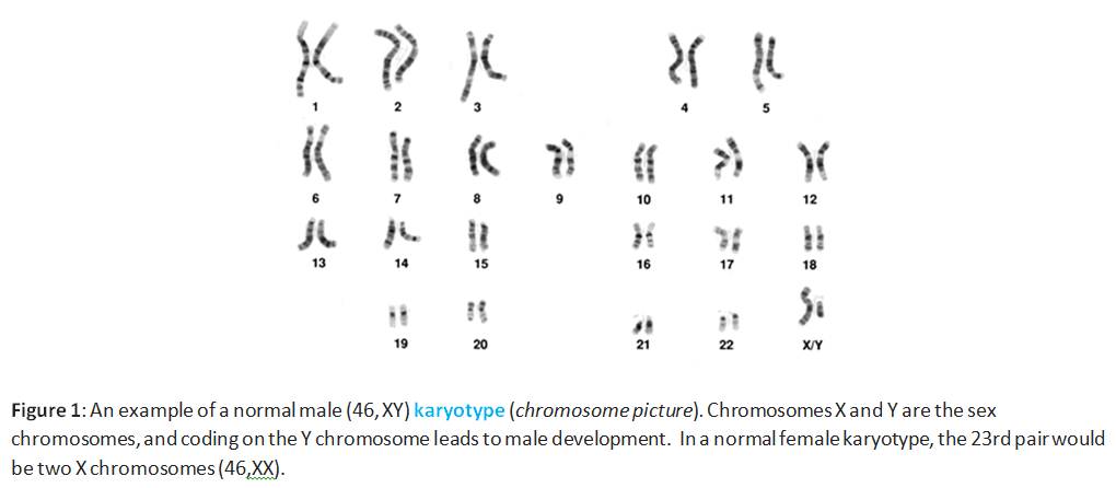 Figure 1: An example of a normal male (46, XY) karyotype (chromosome picture). Chromosomes X and Y are the sex chromosomes, and coding on the Y chromosome leads to male development. In a normal female karyotype, the 23rd pair would be two X chromosomes (46,XX).