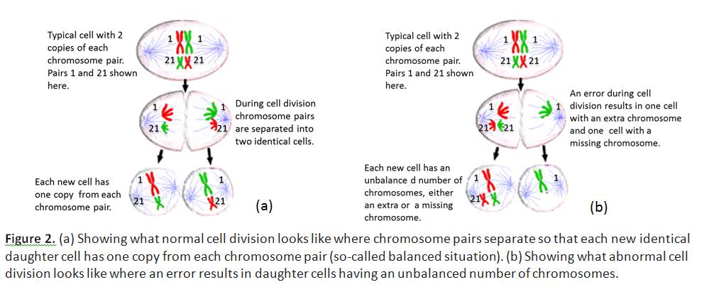 Figure 2. (a) Showing what normal cell division looks like where chromosome pairs separate so that each new identical daughter cell has one copy from each chromosome pair (so-called balanced situation). (b) Showing what abnormal cell division looks like where an error results in daughter cells having an unbalanced number of chromosomes.